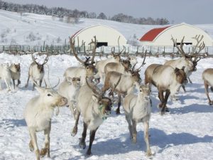 北海道の無料スポット・遊び場21選!トナカイ牧場や展望台、足湯のある公園など