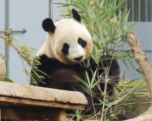 【東京】子連れにおすすめの動物園はココ! ふれあい・無料など特徴別に選ぶ
