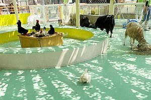 ふれあいコーナーの動物たち／江戸川区自然動物園（東京都/江戸川区）