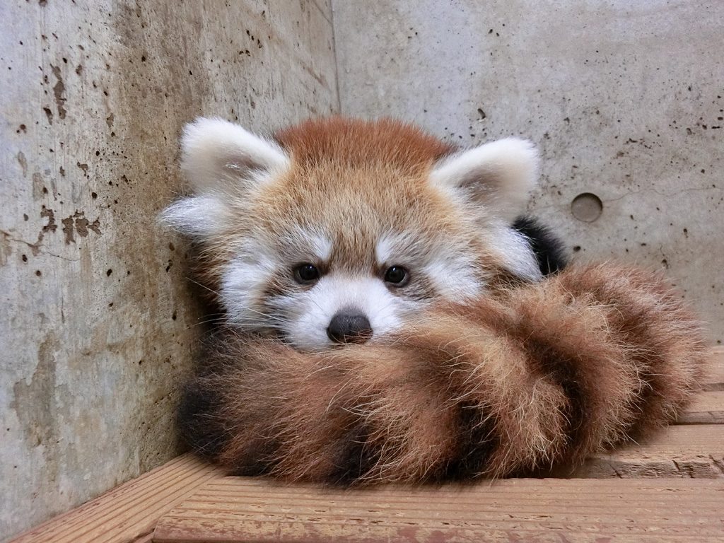 カワイイ動画に癒される!全国の動物園・水族館おすすめ動画109選【休校・コロナ対策】