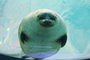 カワイイ動画に癒される!全国の動物園・水族館おすすめ動画109選【休校・コロナ対策】