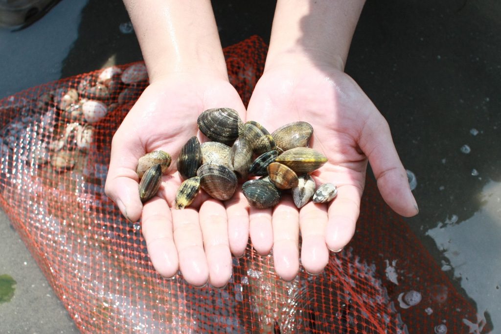 親子で潮干狩り 達人ガイド(2)～準備・服装･持ち物･便利アイテム・レシピ編～