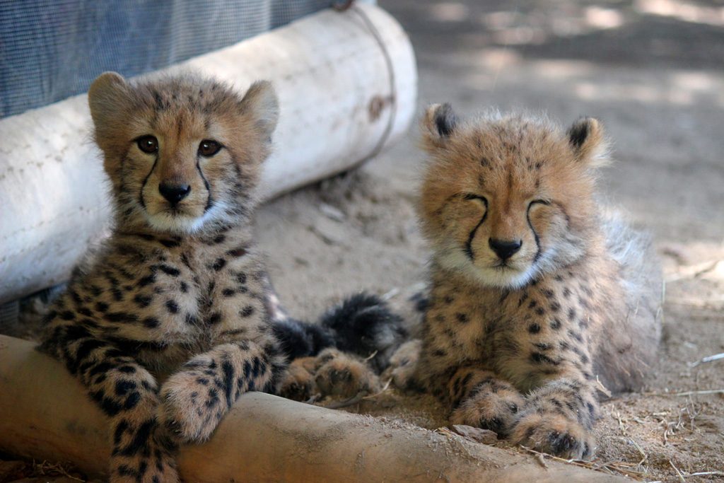 チーターの赤ちゃん/姫路セントラルパーク(兵庫県/姫路市)