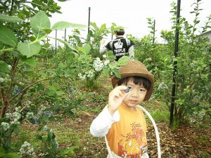 岩手・宮城・秋田の夏の味覚&果物狩り!さくらんぼ狩り・ブルーベリー狩りなど