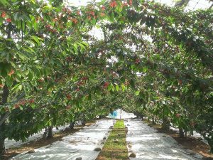 群馬県の夏の味覚&果物狩り!さくらんぼ狩り・桃狩り・野菜収穫体験など