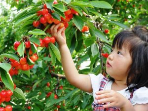 沼田周辺(群馬)のさくらんぼ狩り・桃狩りなど夏の果物狩り6選