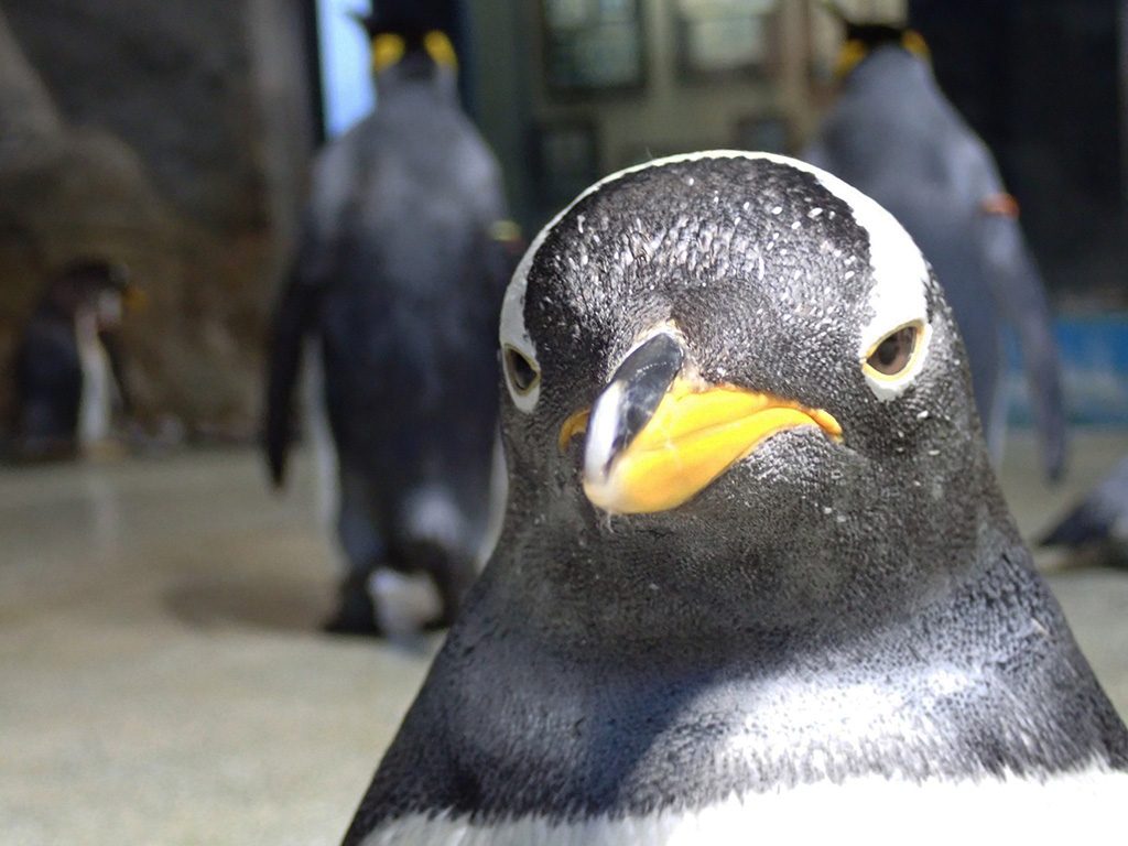 長崎ペンギン水族館のペンギン(長崎県/長崎市)