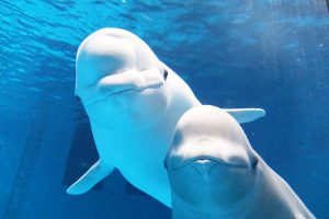 人気動物の動画サイト!シロイルカ(ベルーガ)のおすすめ動画3選【休校・コロナ対策】
