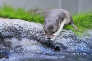 人気動物の動画サイト!カワウソのおすすめ動画3選【休校・コロナ対策】