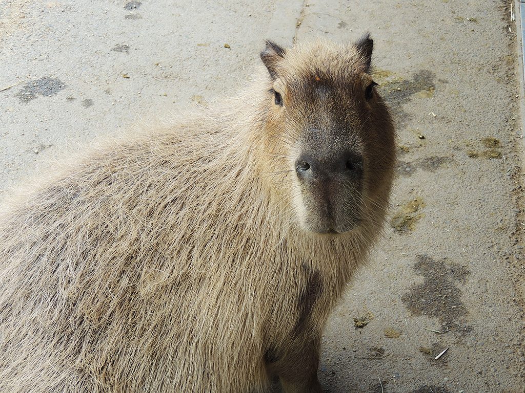 那須どうぶつ王国のカピバラ(栃木県/那須町)