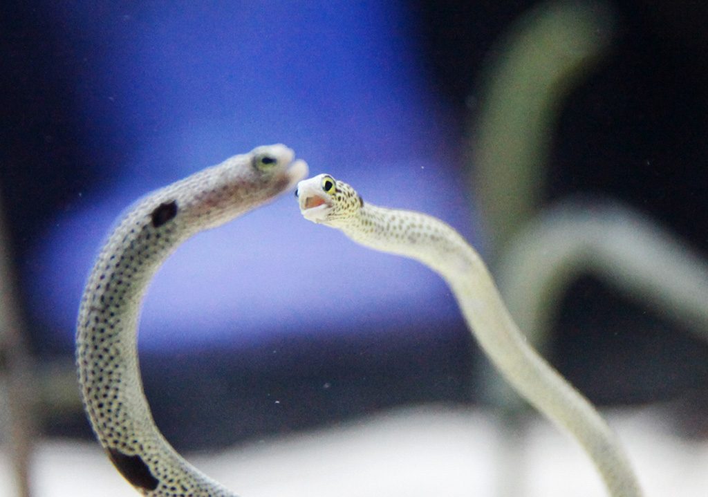 すみだ水族館のチンアナゴすみだ水族館(東京都/墨田区)(