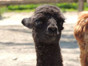 【栃木県民限定】那須りんどう湖レイクビューを平日無料開放！公園として利用可能に