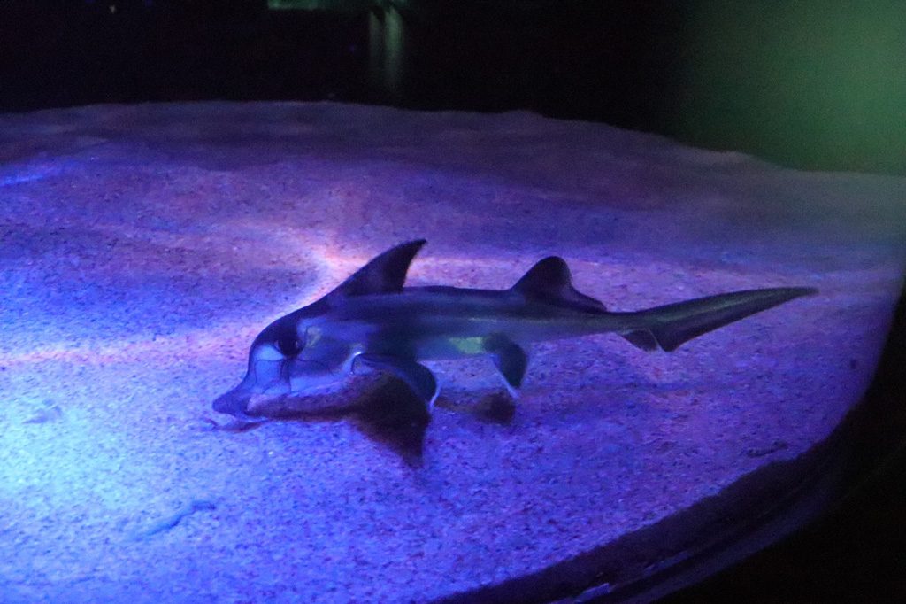 サンシャイン水族館のゾウギンザメの赤ちゃん(東京都/豊島区)