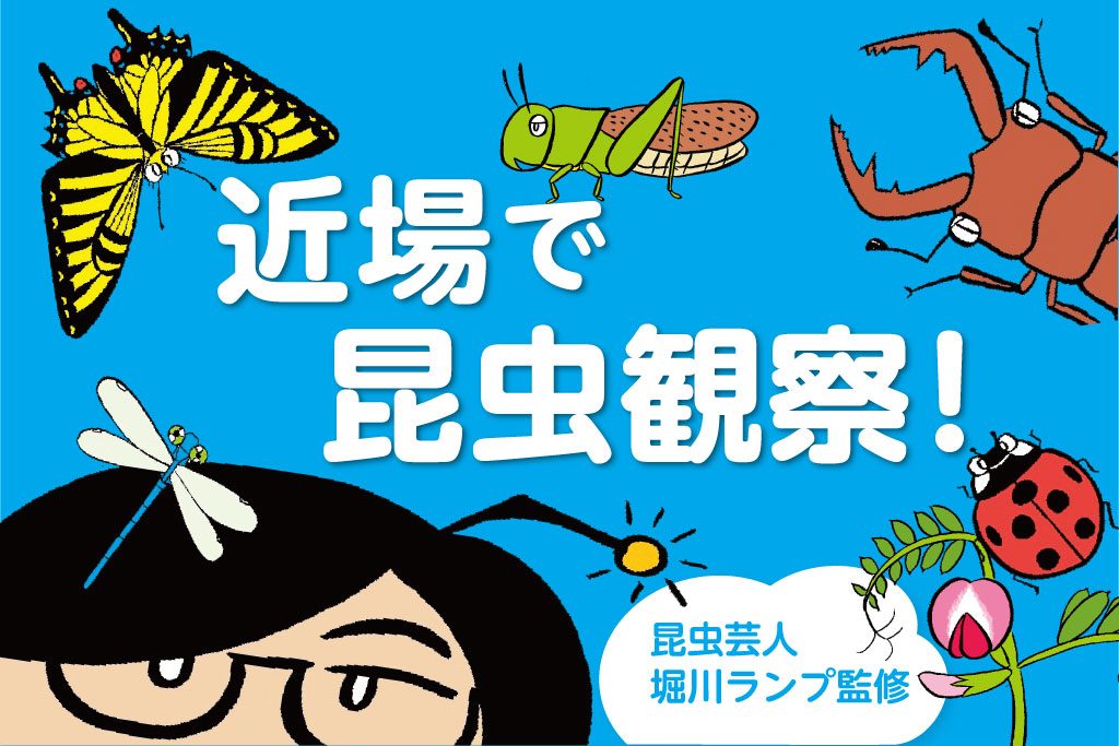 近場で昆虫観察!虫の探し方は?人気の花は?都内おすすめ公園の昆虫レポート付き