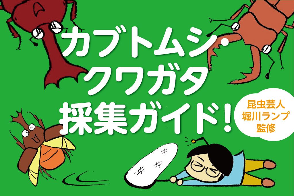 カブトムシ・クワガタの捕まえ方のポイント!場所・時間帯・仕掛けレシピ・飼育まで