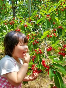 「果実の里 原田農園（群馬県沼田市）」でいちごやさくらんぼなど、旬の味覚狩りを楽しもう！