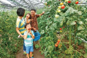 夏野菜の収穫体験2020!ひまわり迷路などのイベントも楽しい農園4選
