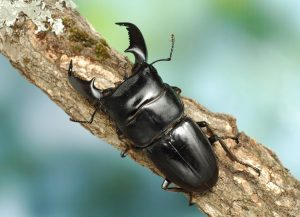 2020年夏、お台場でカブトムシ・クワガタのイベント開催(デックス東京ビーチ)