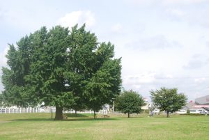 広大な敷地の「新木戸大銀杏公園（千葉県富里市）」で遊ぼう！アクセスや近隣施設の情報も
