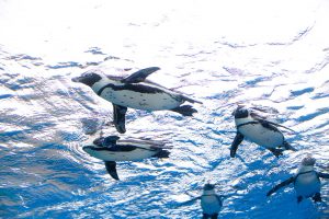 サンシャイン水族館（東京都豊島区）に行こう！クラゲや空飛ぶペンギン、カワウソなど