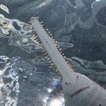 “裏の顔”が人気！ノコギリエイの展示は3水族館のみ。性格・特徴、世界唯一展示も