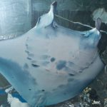 世界最大のエイ「マンタ」がいる水族館は？種類や人なつっこい性格など徹底レポート