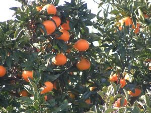 古川農園(兵庫県/淡路市)
