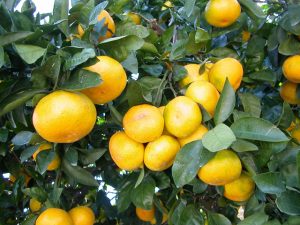 熊本県の秋の味覚&果物狩りスポット4選！ぶどう狩り・みかん狩り・柿狩りなど