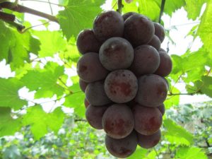 宮崎県・生駒高原周辺の秋の味覚&果物狩りスポット!ぶどう狩り・梨狩りなど