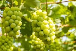 東京都の秋の味覚&果物狩りスポット5選!ぶどう狩り・芋掘り・キウイ狩りなど