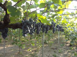 滋賀県の秋の味覚&果物狩りスポット5選!ぶどう狩り・梨狩り・芋掘りなど