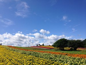 四季折々の花畑や絶景が広がるやくらいガーデン(宮城県加美郡)で癒しの時間を