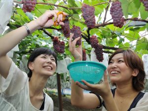 三重県の秋の味覚&果物狩りスポット3選！ぶどう狩り・みかん狩り・梨狩りなど