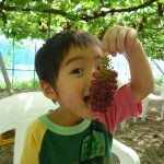 北陸（富山・石川・福井）の秋の果物狩り5選！ぶどう狩り・りんご狩り・みかん狩り