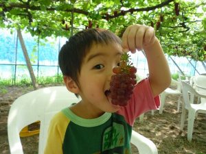 北陸(富山・石川・福井)の秋の果物狩り5選!ぶどう狩り・りんご狩り・みかん狩り