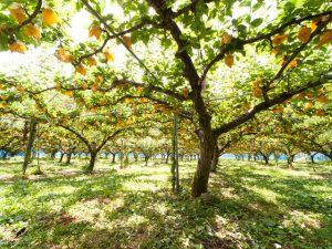 鳥取県の秋の味覚&果物狩りスポット4選!梨狩り・芋掘り・栗拾いなど