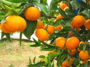 島根県の秋の味覚&果物狩りスポット4選！ぶどう狩り・梨狩り・りんご狩りなど