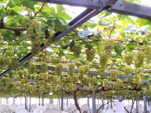 岡山県の秋の味覚&果物狩りスポット7選!ぶどう狩り・栗拾い・芋掘りなど