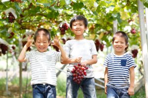 新潟県の秋の味覚&果物狩りスポット7選！ぶどう狩り・梨狩りなど