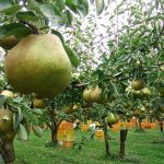 山形県の秋の味覚&果物狩りスポット18選！ラ・フランス狩り、ぶどう狩りなど