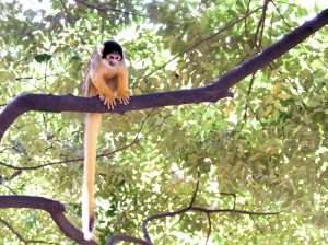 日本モンキーセンター（愛知県犬山市）たくさんのサルの仲間に会える一味違う動物園
