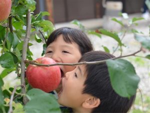 群馬県の秋の味覚&果物狩りスポット15選!ぶどう狩り・梨狩り・りんご狩りなど
