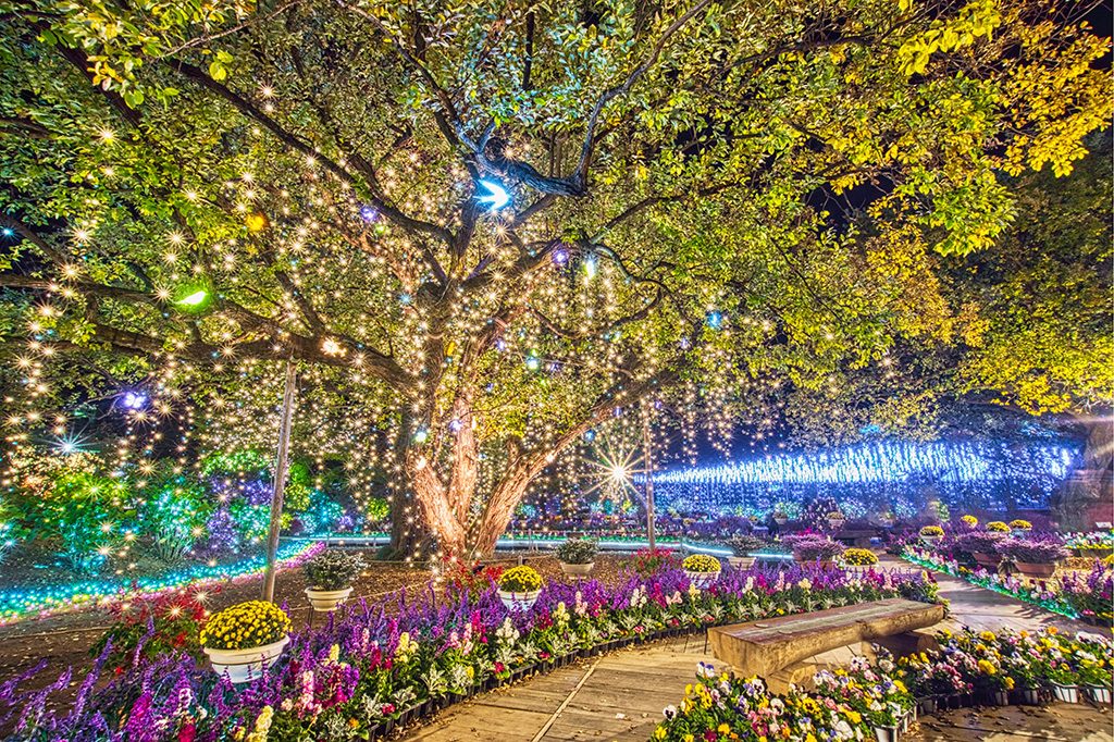 イルミネーション『光の花の庭~Flower Fantasy2020~』/あしかがフラワーパーク(栃木県/足利市)