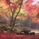 ［京都］秋の絶景！紅葉ハイキング・紅葉散歩のおすすめスポット（～12月上旬）