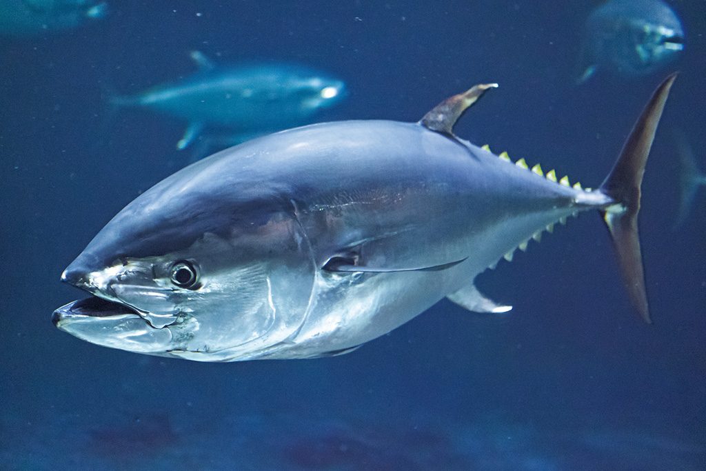 「アクアシアター」を泳ぐクロマグロ/東京都葛西臨海水族園（江戸川区）