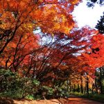 神戸など兵庫県で紅葉がおすすめの公園・庭園など6選（11月～12月上旬）