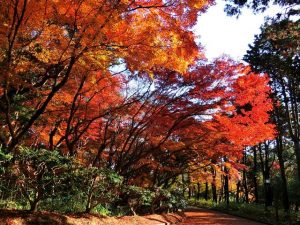 神戸など兵庫県で紅葉がおすすめの公園・庭園など6選（11月～12月上旬）