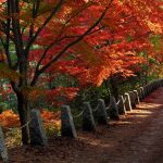 ［関西］秋の絶景！紅葉ハイキング・紅葉散歩のおすすめスポット（～12月上旬）