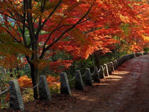 ［関西］秋の絶景！紅葉ハイキング・紅葉散歩のおすすめスポット（～12月上旬）