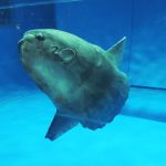 日本でマンボウに会える水族館は？マンボウはフグの仲間!? ヒレや泳ぎ方に注目！